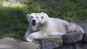 San Francisco Zoo Community Mourns Death Of Polar Bear Uulu Abc7 San Francisco