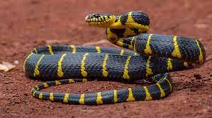 Dlm mimpi sy ad 2 ekor ular. Mimpi Ular Kobra Hitam Kuning