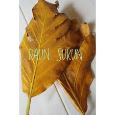 Tidak hanya daun sukun kering, daun sukun muda juga bisa digunakan dan dimanfaatkan. Daun Sukun Kering Perhelai Obat Ginjal Sakit Gigi Tanaman Herbal Shopee Indonesia