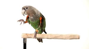 how to teach your parrot to wave parrot training