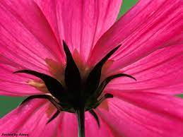 Cosmos Flower Malayalam Best Flower Wallpaper
