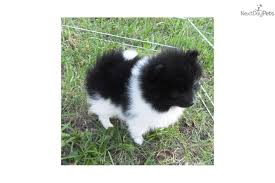 Black And White Pomeranian Puppy For Sale Akc Black White Female Bubbles White Pomeranian Puppies Pomeranian Puppy For Sale Pomeranian