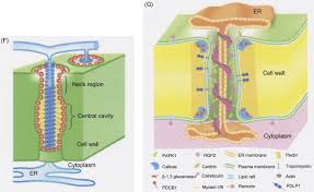 Learn about the functions and chemical components of plant cell walls. Plasmodesmata An Overview Sciencedirect Topics