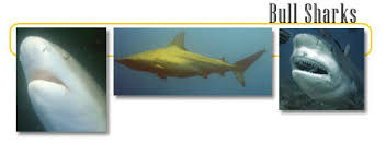 Bullshark testosterone is not an illegal aas. Bull Sharks Info And Games