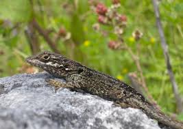 「"leave a comment" -"anti spam" ceratohyoid」の画像検索結果