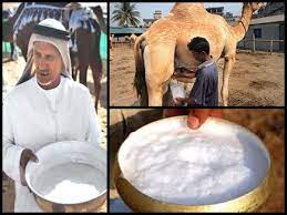 दूध और डेयरी उत्पादों के पोषक तत्व (milk product nutritional value). 6 Amazing Benefits Of Camel Milk