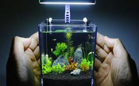 15 Best Betta Fish Tanks 2020 Things To Know Before Buying In 2020 Planted Aquarium Betta Fish Tank Small Plants