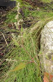 Image result for Ochthocharis