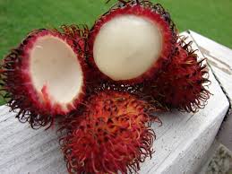 We did not find results for: Popular Tropical Fruits Of Malaysia Delishably