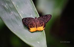 Image result for Trichoneura