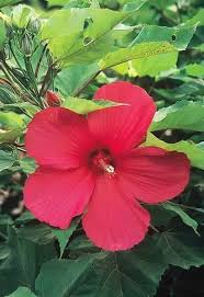 Image result for Hibiscus ludwigii