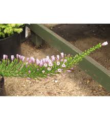 Image result for Fabiana imbricata