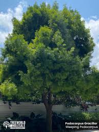 Image result for Podocarpus