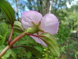 Image result for Heterotis decumbens