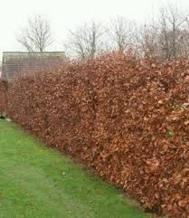 Image result for Živý plot z habru