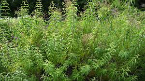 Image result for Aloysia citrodora