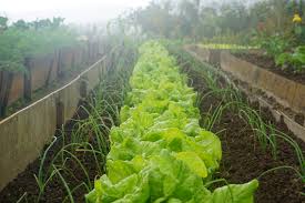 Before we jump into the good stuff, keep in mind. Companion Planting Information And Chart The Permaculture Research Institute
