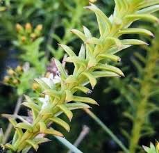 Image result for Thesium singulare