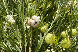 I missed the lotus flowers by a few weeks, but the pods are of interest. Narrow Leaf Cotton Bush What You Should Know Agriculture And Food