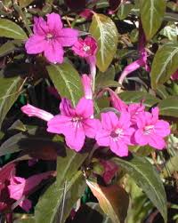 Image result for Ruellia makoyana