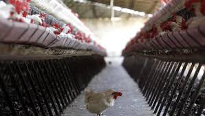 Otras dos cepas de gripe aviar, h5n1 entre 2003 y 2011, y luego h7n9 desde 2013, dieron lugar en asia a contagios directos con las aves infectadas, o en casos muy raros de transmisión interhumana. 5fsmfpwjfvlpnm