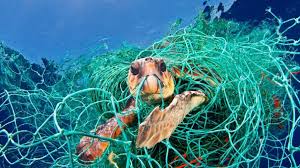 Species Profile: Which Sea Turtles Are Most At-Risk for Fisheries ...