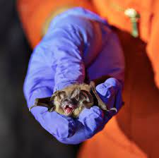 That's $550 for dogs and $175 for cats. Can Humans Give Coronavirus To Bats And Other Wildlife The New York Times