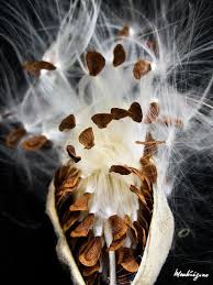 Milkweed Seed Pod Cosse D Asclepiade Seeds And Seed Pods Seed Pods Organic Seeds Seeds