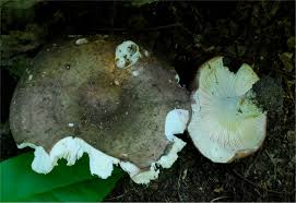 Image result for Russula variata