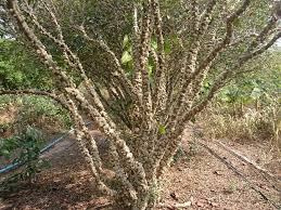 Image result for jabuticabeira em flor