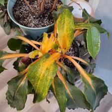 Image result for Chlorophytum affine