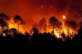 También pueden causar inundaciones o interrupciones en los servicios de transporte, combustible, energía eléctrica y comunicación. Como Prevenir Incendios Forestales Usando Medidas Mitigadoras Del Cambio Climatico