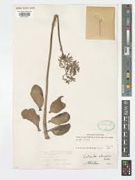 Image result for Kalanchoe glaucescens