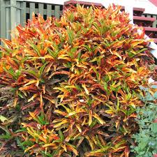 Image result for Codiaeum