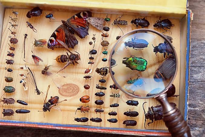 How Many Species of Insects Are There?