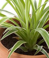 Alles zu standort, pflege, gießen, krankheiten und sorten. Dracaena Drachenbaum Drazane Living At Home