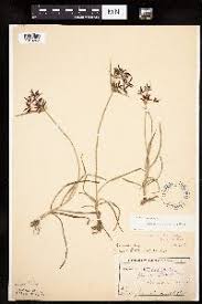 Image result for Cyperus pseudoleptocladus