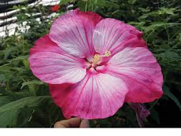 Image result for Hibiscus mechowii