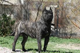 Atlanta, georgia » presa canario presa canario puppies mbbrooks2001 3 boys left. 10 Dog Breeds Most Commonly Mistaken For Pit Bulls Pethelpful
