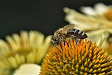 Think Green Thursday: Pollinators