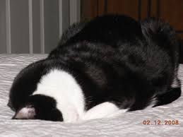 They are not worried to reveal they're vital organs. Cat On Face Arkansas Times A Photo Journal