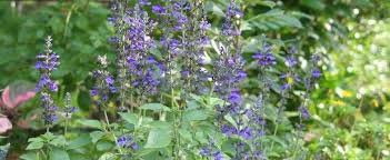 The pointy leaves do not develop any appreciable fall colour. Salvia Ornamental Sage Salvia Mystic Spires Blue