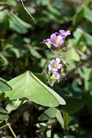 Image result for Oxalis latifolia