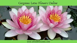 One or two major online floral delivery services. Get Lotus Flowers Online From Whole Blossoms White Lotus Flower Lotus Image Lily Lotus
