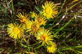 Image result for Inhambanella