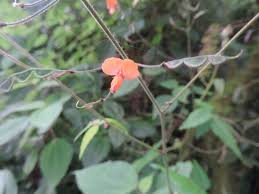 Image result for Hylodesmum repandum