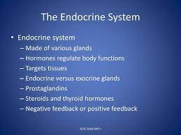 The Nervous System 2 Of 2 Ppt Download