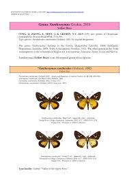 Image result for Trachyphrynium braunianum
