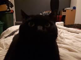 What's the name of the cat in the meme? When You Accidentially Turn On The Front Facing Camera Cat Makeup Halloween Cat Memes Cat Makeup