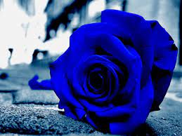 Background blue rose rose rose background blue blue background flowers roses flower water high definition picture high definition pictures nature love creative picture pattern macro day season swimming pool water decoration red colorful beautiful white valentine039s color texture gift bloom sky. Blue Roses Wallpapers 45 Best Blue Roses Wallpapers And Images On Wallpaperchat